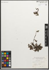Foto von Salix retusa L.